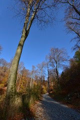 path in the forest