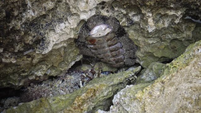 Vaillants chiton (Acanthopleura vaillanti), animals crawling in shallow water near the shore in search of food, scraping algae from corals. Marsa Alam, Abu Dabab, Egypt