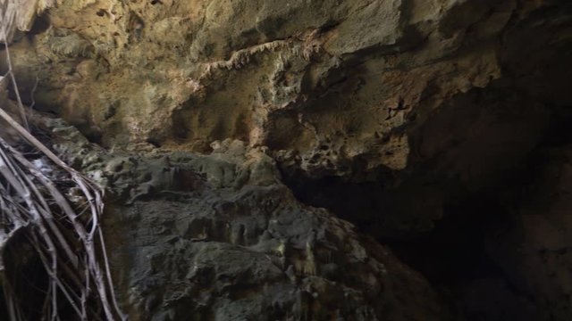 the long roots of the trees descend into the cave to the water. rotating camera shooting. Mexico, Yucatan, famous Grand Cenote 4K