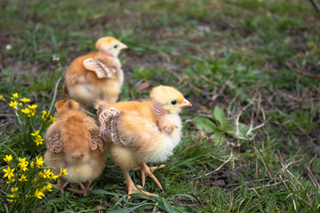 yellow chicks on a grass field or lawn for a design and decoration concept