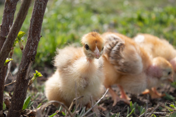 Close-up of yellow chickens on the grass, Beautiful yellow little chickens,