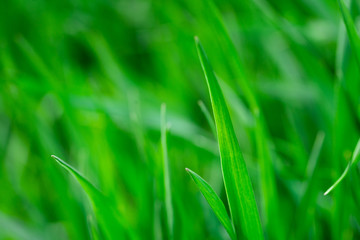 Nahaufnahme von einer Graslandschaft im Sommer