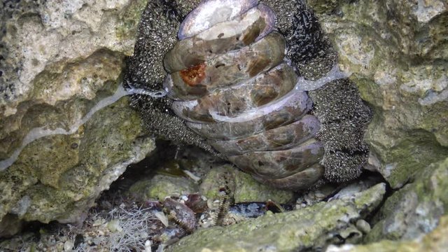 Vaillants chiton (Acanthopleura vaillanti), animals crawling in shallow water near the shore in search of food, scraping algae from corals. Marsa Alam, Abu Dabab, Egypt