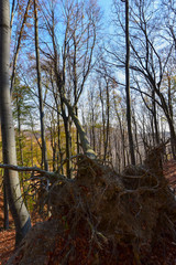 forest in autumn