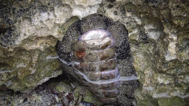 Vaillants chiton (Acanthopleura vaillanti), animals crawling in shallow water near the shore in search of food, scraping algae from corals. Marsa Alam, Abu Dabab, Egypt