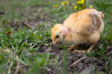 Little chicken, closeup, yellow chicken on the grass. Breeding small chickens. Poultry farming.