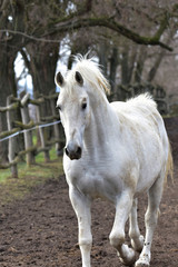 Obraz premium Strong white horse on the farm