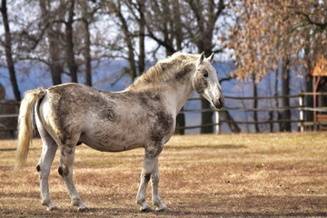 Obraz na płótnie Canvas horse in the farm