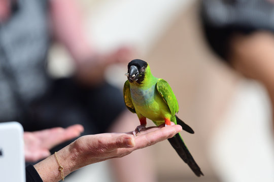 Portrait of a nanday parakeet (aratinga nenday) perching in a persons hand while eating a seed