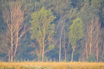 Obraz na płótnie Canvas Forest in autumn