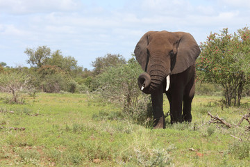 Fototapeta premium Afrikanischer Elefant / African elephant / Loxodonta africana