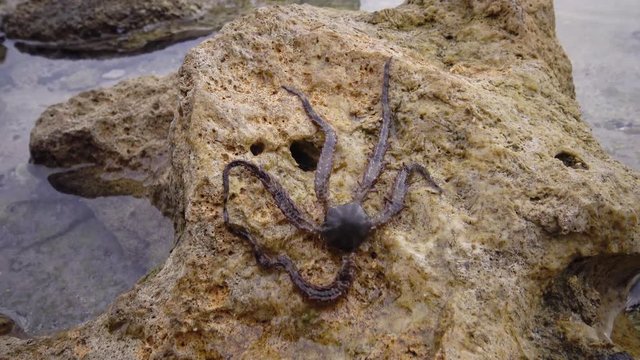 Brittle star (Ophiocoma scolopendrina) crawling slowly over rocks at the coral reef, Marsa Alam, Abu Dabab, Egypt