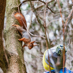 Small squirrel looks at boy in the forest