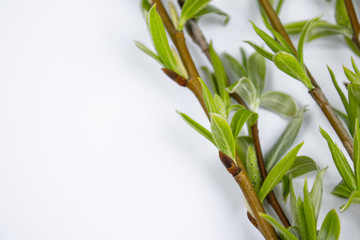 Green branches of spring willow on a white background. Copy space to the left for your text.