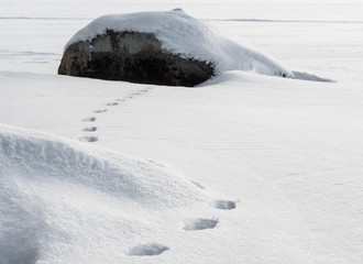 Animal tracks on snow near shore stones in winter