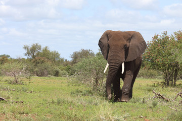 Afrikanischer Elefant / African elephant / Loxodonta africana