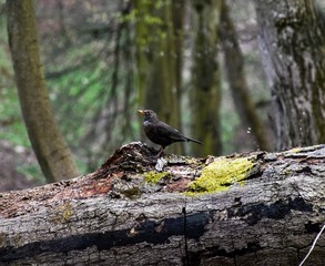 Bird in the spring forest