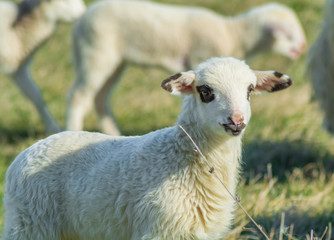 Obraz premium A young lamb looking forward after his mom. Lamb isolated in green field. Curious young lambkin in a meadow in spring season.