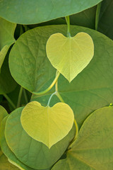 Image of green heart