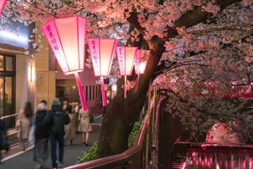 Meguro River Cherry Blossom Festival at night　目黒川桜まつり 夜景