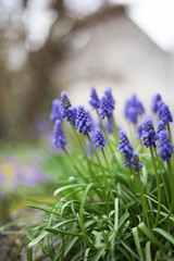 Naklejka premium Beautiful flowers from the greenhouse of the Botanical Garden with flowers on the way