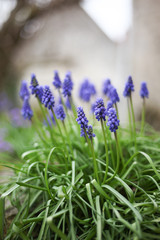 Naklejka premium Beautiful flowers from the greenhouse of the Botanical Garden with flowers on the way