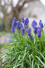 Obraz premium Beautiful flowers from the greenhouse of the Botanical Garden with flowers on the way
