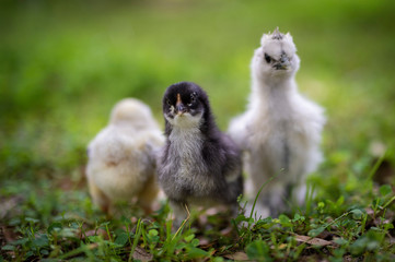 Three chicks, one backward
