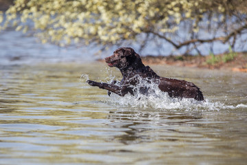 Hunde am Grunewaldsee