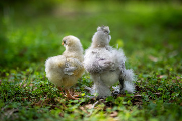 Fluffy Chicks from behind