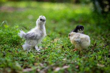 Three chicks in grass