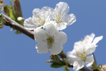 Kirschblüten	