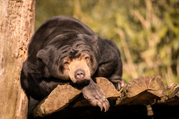 tier, bär, säugetier, black, wild lebende tiere, tierpark, wild, natur, fell, gesicht, sonne, black bear, jung, fleischfresser