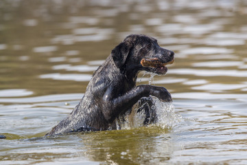 Hunde am Grunewaldsee springt ins Wasser und holt einen Stock