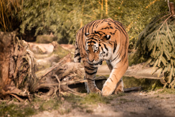 tiger, tier, katze, wild lebende tiere, wild, tierpark, felino, natur, band, raubtier, säugetier, bengal, fleischfresser, big, dschungel, sibirische katze, großkatze, fell, kopf, safari, gestreift, or