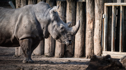 Fototapeta premium Nashorn, tier, säugetier, wild lebende tiere, tierpark, -hörner