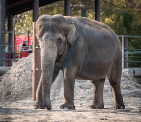 Fototapeta premium Elefant, tier, säugetier, wild lebende tiere, wild, natur, tierpark, big, safari