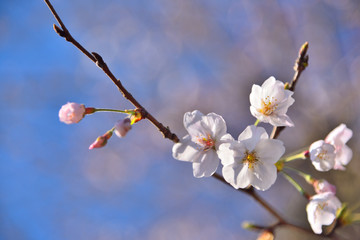 桜の花