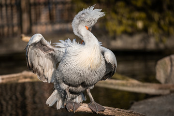 Pelican im Wasser, Schnabeltier, Bird, Tier, wild lebende Tiere, black, natur, weiß