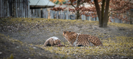 Leoparede am fressen, Fleichfresser, katze, tier, wild lebende tiere, wild, säugetier, cheetahs, natur, raubtier, jaguar, big, felino, fleischfresser © Studio Wilkos