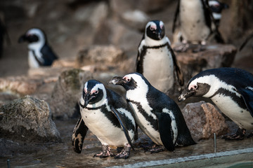 Pinguin, Schnabeltier, Bird, Tier, wild lebende Tiere, black, natur, weiß