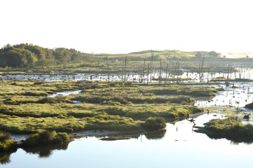 Fototapeta na wymiar Wetlands of La Rabia, Cantabria
