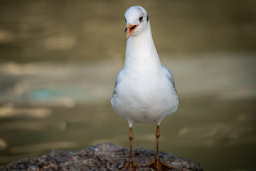 Möve, Schnabeltier, Bird, Tier, wild lebende Tiere, black, natur, weiß