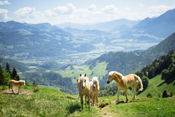 Bavarian and Austrian Mountain Landscape during Hiking