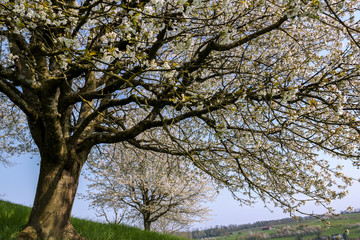 A giant, old blooming cherry tree with white flower blossom, spring season in fruit orchards in agricultural regions