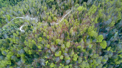 Naklejka premium Top down pine forest