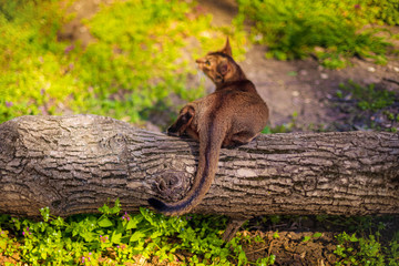 Abyssinian cat sitting on a tree log in the sun