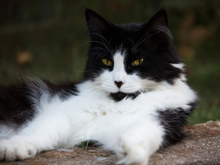 Black and white cat with bright green eyes