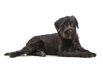 An adorable wire-haired mixed breed dog looking curiously at the camera