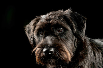 Portrait of an adorable wire-haired mixed breed dog looking curiously at the camera